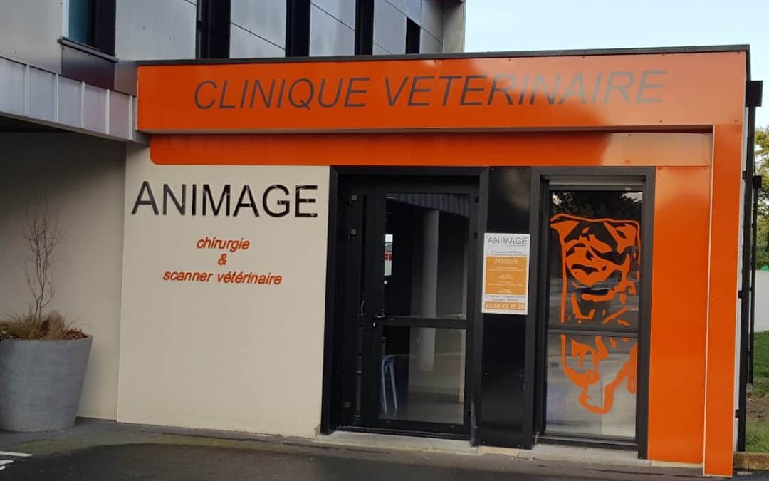 VÉTÉRINAIRE CANIN ACTIVITÉ REFERÉE À BREST DANS LE FINISTÈRE (h/f)